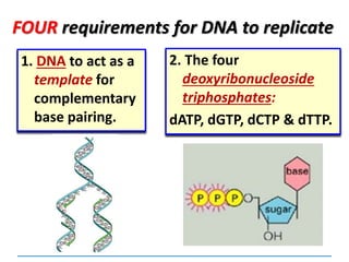 FOUR requirements for DNA to replicate
1. DNA to act as a
template for
complementary
base pairing.
2. The four
deoxyribonucleoside
triphosphates:
dATP, dGTP, dCTP & dTTP.
 