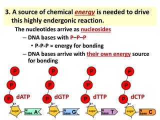 The nucleotides arrive as nucleosides
– DNA bases with P–P–P
• P-P-P = energy for bonding
– DNA bases arrive with their own energy source
for bonding
dATP dGTP dTTP dCTP
3. A source of chemical energy is needed to drive
this highly endergonic reaction.
 