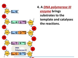 DNA
Polymerase III
4. A DNA polymerase III
enzyme brings
substrates to the
template and catalyses
the reactions.
 