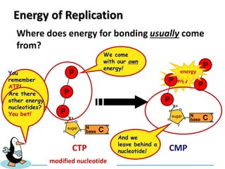 energy
ATPGTPTTPCTP
Energy of Replication
Where does energy for bonding usually come
from?
ADPAMPGMPTMPCMP
modified nucleotide
energy
We come
with our own
energy!
And we
leave behind a
nucleotide!
You
remember
ATP!
Are there
other ways
to get energy
out of it?
Are there
other energy
nucleotides?
You bet!
 