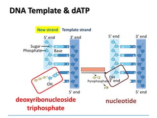 DNA Template & dATP
New strand Template strand
5’ end 3’ end
Sugar A T
Base
C
G
G
C
A
C
OH
P P
3’ end
5’ end 5’ end
A T
C
G
G
C
A
C
T
3’ endPyrophosphate
2 P
OH
Phosphate
5’ end
deoxyribonucleoside
triphosphate
nucleotide
 