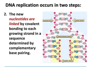 DNA replication occurs in two steps:
2. The new
nucleotides are
linked by covalent
bonding to each
growing strand in a
sequence
determined by
complementary
base pairing.
 