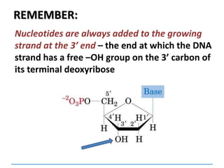 REMEMBER:
Nucleotides are always added to the growing
strand at the 3’ end – the end at which the DNA
strand has a free –OH group on the 3’ carbon of
its terminal deoxyribose
 