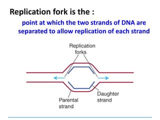 Replication fork is the :
point at which the two strands of DNA are
separated to allow replication of each strand
 