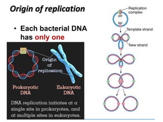 • Each bacterial DNA
has only one
Origin of replication
 