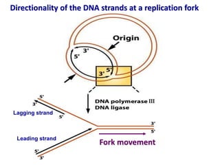 Directionality of the DNA strands at a replication fork
Leading strand
Lagging strand
Fork movement
 