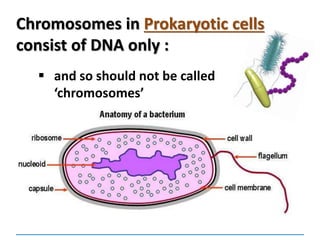 Chromosomes in Prokaryotic cells
consist of DNA only :
 and so should not be called
‘chromosomes’
 
