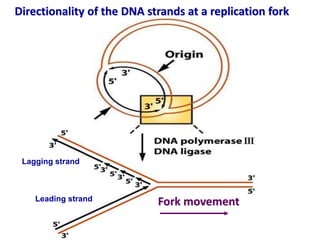 Directionality of the DNA strands at a replication fork
Leading strand
Lagging strand
Fork movement
 