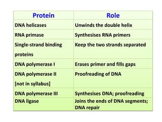 Protein Role
DNA helicases Unwinds the double helix
RNA primase Synthesises RNA primers
Single-strand binding
proteins
Keep the two strands separated
DNA polymerase I Erases primer and fills gaps
DNA polymerase II
[not in syllabus]
Proofreading of DNA
DNA polymerase III Synthesises DNA; proofreading
DNA ligase Joins the ends of DNA segments;
DNA repair
 