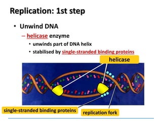 Replication: 1st step
• Unwind DNA
– helicase enzyme
• unwinds part of DNA helix
• stabilised by single-stranded binding proteins
single-stranded binding proteins replication fork
helicase
 