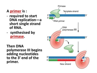 A primer is :
- required to start
DNA replication—a
short single strand
of RNA.
- synthesised by
primase.
Then DNA
polymerase III begins
adding nucleotides
to the 3′ end of the
primer.
 