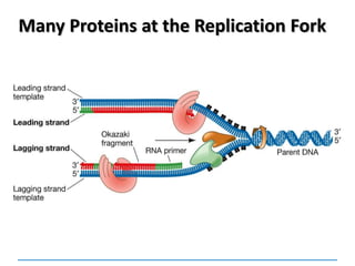 Many Proteins at the Replication Fork
 