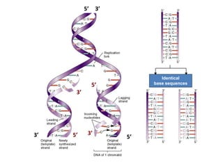 Identical
base sequences
5’
5’
3’
3’ 5’
5’
3’
3’
 