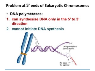 • DNA polymerases:
1. can synthesise DNA only in the 5’ to 3’
direction
2. cannot initiate DNA synthesis
Problem at 3’ ends of Eukaryotic Chromosomes
 