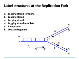 Label structures at the Replication Fork
a. Leading strand template
b. Leading strand
c. Lagging strand
d. Lagging strand template
e. RNA primer
f. Okazaki fragment
 