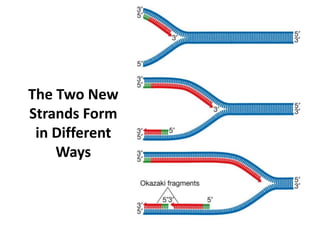 The Two New
Strands Form
in Different
Ways
 