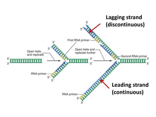 Leading strand
(continuous)
Lagging strand
(discontinuous)
 