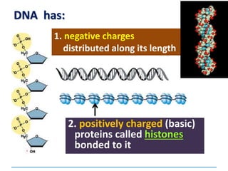 DNA has:
2. positively charged (basic)
proteins called histones
bonded to it
1. negative charges
distributed along its length
 