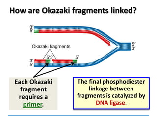 How are Okazaki fragments linked?
Each Okazaki
fragment
requires a
primer.
The final phosphodiester
linkage between
fragments is catalyzed by
DNA ligase.
 