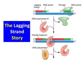 The Lagging
Strand
Story
 