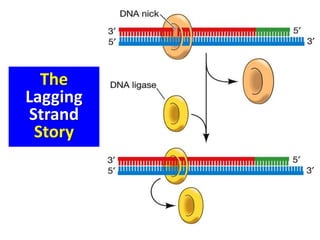 The
Lagging
Strand
Story
 