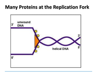Many Proteins at the Replication Fork
 