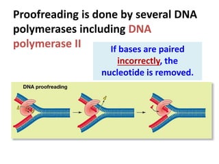 If bases are paired
incorrectly, the
nucleotide is removed.
Proofreading is done by several DNA
polymerases including DNA
polymerase II
 