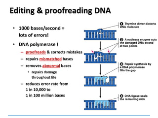 Editing & proofreading DNA
• 1000 bases/second =
lots of errors!
• DNA polymerase I
– proofreads & corrects mistakes
– repairs mismatched bases
– removes abnormal bases
• repairs damage
throughout life
– reduces error rate from
1 in 10,000 to
1 in 100 million bases
 