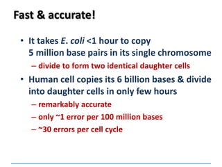 Fast & accurate!
• It takes E. coli <1 hour to copy
5 million base pairs in its single chromosome
– divide to form two identical daughter cells
• Human cell copies its 6 billion bases & divide
into daughter cells in only few hours
– remarkably accurate
– only ~1 error per 100 million bases
– ~30 errors per cell cycle
 