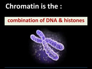 Chromatin is the :
combination of DNA & histones
 
