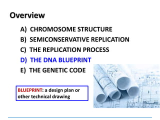 Overview
A) CHROMOSOME STRUCTURE
B) SEMICONSERVATIVE REPLICATION
C) THE REPLICATION PROCESS
D) THE DNA BLUEPRINT
E) THE GENETIC CODE
BLUEPRINT: a design plan or
other technical drawing
 