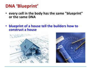 DNA ‘Blueprint’
• every cell in the body has the same "blueprint"
or the same DNA
• blueprint of a house tell the builders how to
construct a house
 