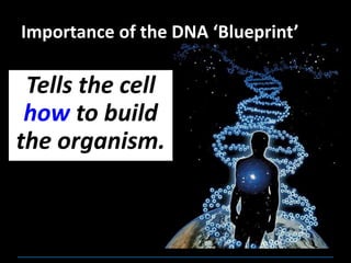 Importance of the DNA ‘Blueprint’
Tells the cell
how to build
the organism.
 