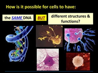 How is it possible for cells to have:
the SAME DNA different structures &
functions?
BUT
 