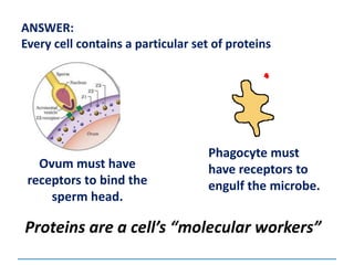 Proteins are a cell’s “molecular workers”
ANSWER:
Every cell contains a particular set of proteins
Ovum must have
receptors to bind the
sperm head.
Phagocyte must
have receptors to
engulf the microbe.
 