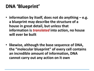 DNA ‘Blueprint’
• information by itself, does not do anything – e.g.
a blueprint may describe the structure of a
house in great detail, but unless that
information is translated into action, no house
will ever be built
• likewise, although the base sequence of DNA,
the “molecular blueprint” of every cell contains
an incredible amount of information, DNA
cannot carry out any action on it own
 