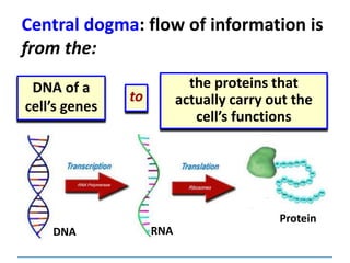 Central dogma: flow of information is
from the:
DNA of a
cell’s genes
the proteins that
actually carry out the
cell’s functions
RNADNA
Protein
to
 