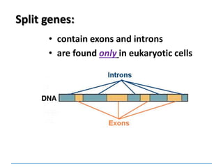 Split genes:
• contain exons and introns
• are found only in eukaryotic cells
 