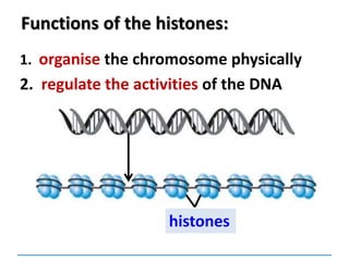 Functions of the histones:
1. organise the chromosome physically
2. regulate the activities of the DNA
histones
 