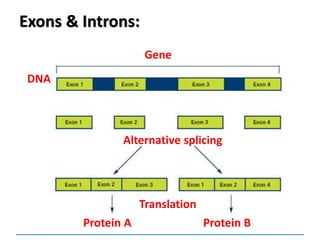 Exons & Introns:
Gene
DNA
Translation
Protein A Protein B
Alternative splicing
 