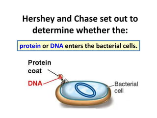 Hershey and Chase set out to
determine whether the:
protein or DNA enters the bacterial cells.
 