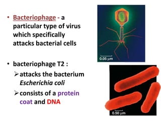 • Bacteriophage - a
particular type of virus
which specifically
attacks bacterial cells
• bacteriophage T2 :
attacks the bacterium
Escherichia coli
consists of a protein
coat and DNA
 