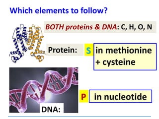 Which elements to follow?
DNA:
in nucleotide
Protein:
BOTH proteins & DNA: C, H, O, N
S
P
in methionine
+ cysteine
 