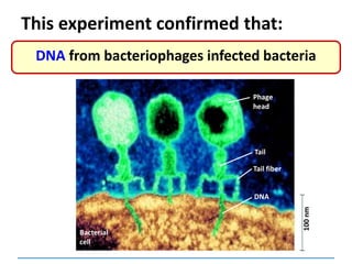 This experiment confirmed that:
DNA from bacteriophages infected bacteria
Phage
head
Tail
Tail fiber
DNA
Bacterial
cell
100nm
 