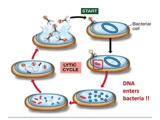 DNA
enters
bacteria !!
 