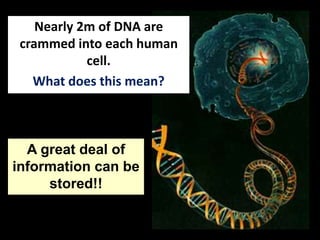 Nearly 2m of DNA are
crammed into each human
cell.
What does this mean?
A great deal of
information can be
stored!!
 