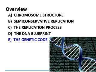 Overview
A) CHROMOSOME STRUCTURE
B) SEMICONSERVATIVE REPLICATION
C) THE REPLICATION PROCESS
D) THE DNA BLUEPRINT
E) THE GENETIC CODE
 