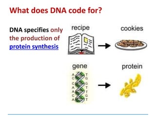 What does DNA code for?
DNA specifies only
the production of
protein synthesis
 