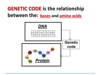GENETIC CODE is the relationship
between the: bases and amino acids
 