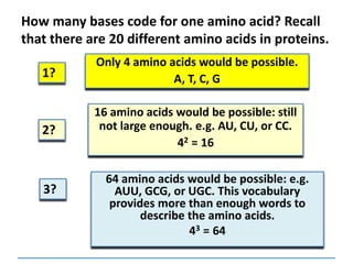 How many bases code for one amino acid? Recall
that there are 20 different amino acids in proteins.
Only 4 amino acids would be possible.
A, T, C, G1?
2?
3?
16 amino acids would be possible: still
not large enough. e.g. AU, CU, or CC.
42 = 16
64 amino acids would be possible: e.g.
AUU, GCG, or UGC. This vocabulary
provides more than enough words to
describe the amino acids.
43 = 64
 
